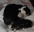caju