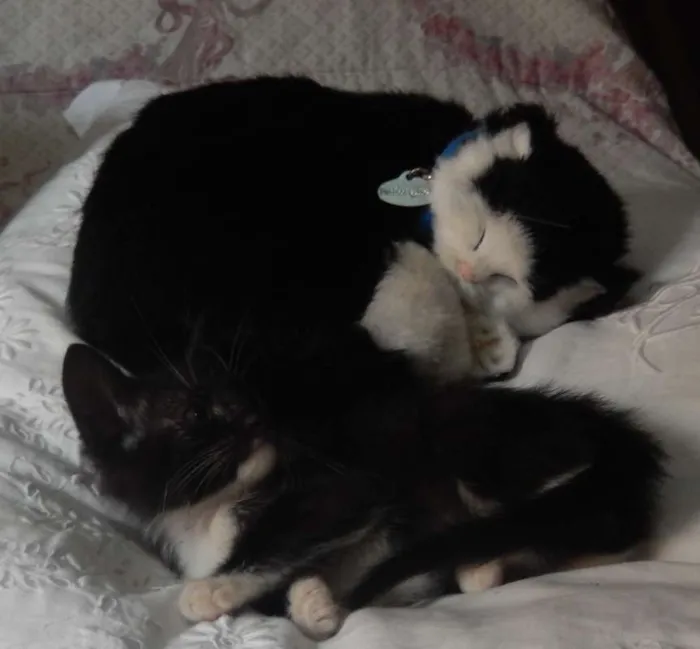 Gato ra a mestiço idade 2 a 6 meses nome caju