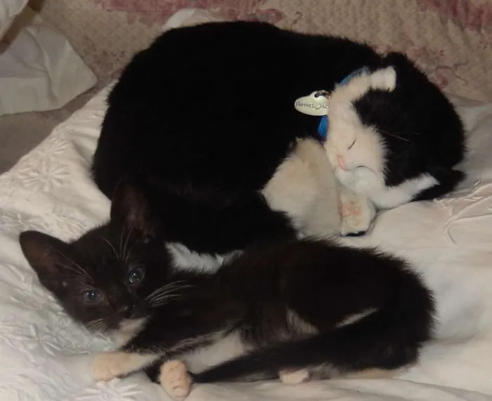 Gato ra a mestiço idade 2 a 6 meses nome caju