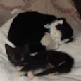 caju