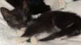 caju