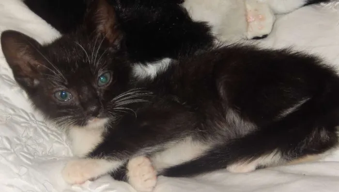 Gato ra a mestiço idade 2 a 6 meses nome caju