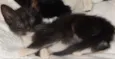 caju