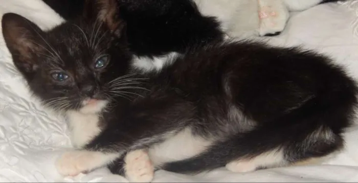 Gato ra a mestiço idade 2 a 6 meses nome caju