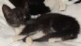caju