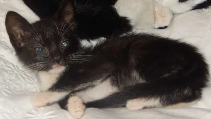 Gato ra a mestiço idade 2 a 6 meses nome caju