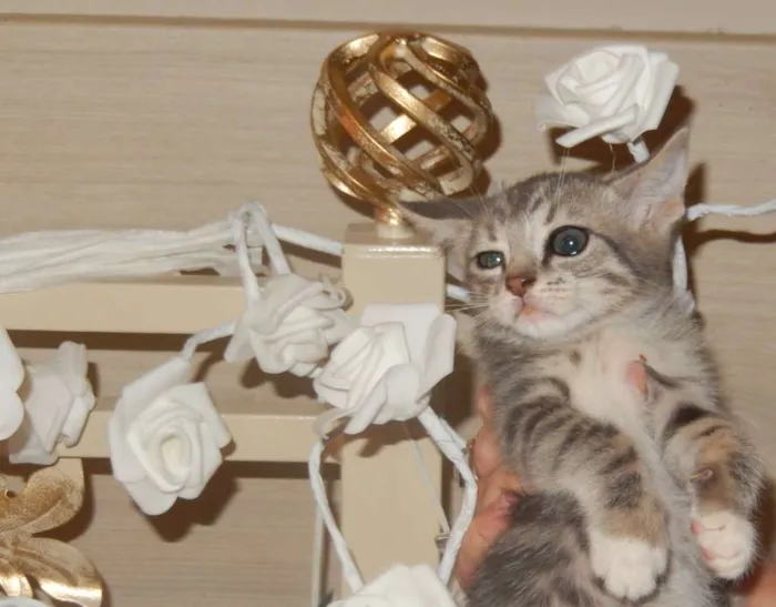 Gato ra a mestiço idade 2 a 6 meses nome pelucia
