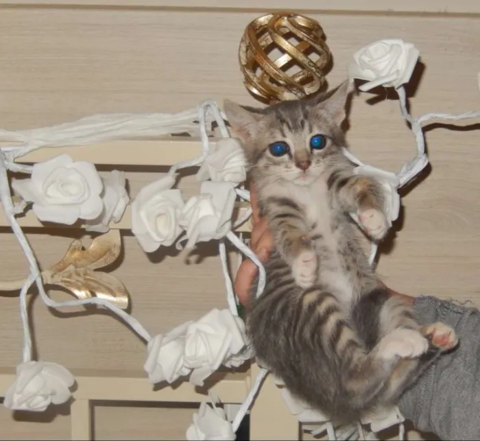 Gato ra a mestiço idade 2 a 6 meses nome pelucia