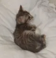 pelucia