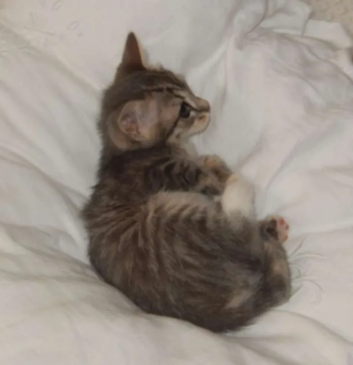 Gato ra a mestiço idade 2 a 6 meses nome pelucia