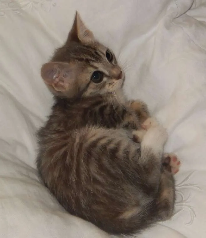 Gato ra a mestiço idade 2 a 6 meses nome pelucia