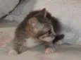 pelucia