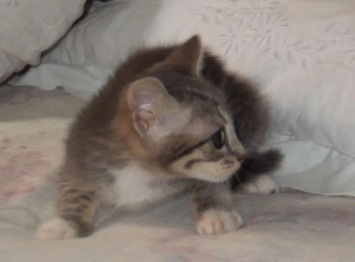 Gato ra a mestiço idade 2 a 6 meses nome pelucia