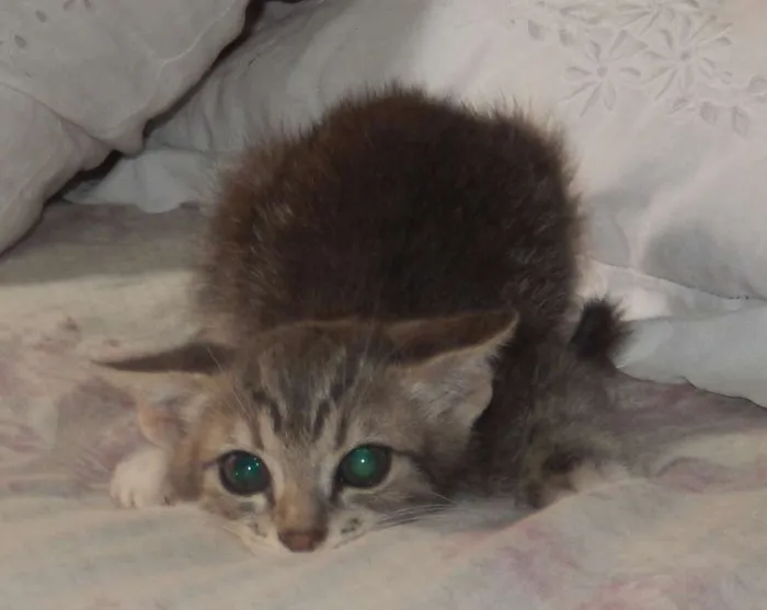 Gato ra a mestiço idade 2 a 6 meses nome pelucia
