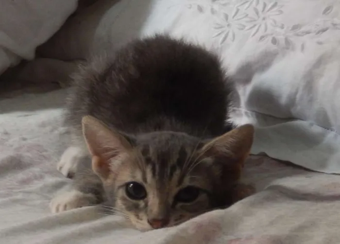 Gato ra a mestiço idade 2 a 6 meses nome pelucia