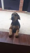 Fera