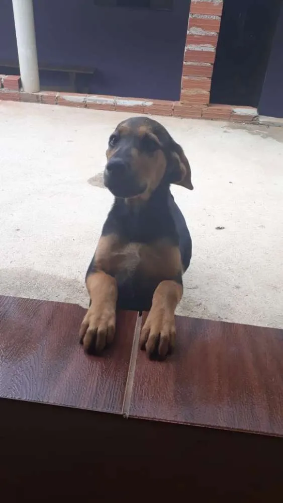 Cachorro ra a Vira-lata idade 2 a 6 meses nome Fera