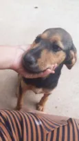 Fera