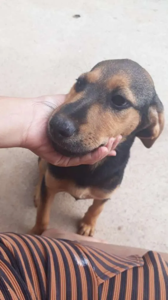Cachorro ra a Vira-lata idade 2 a 6 meses nome Fera