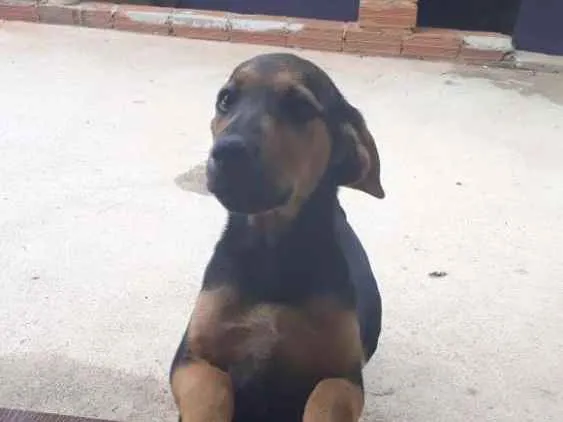 Cachorro ra a Vira-lata idade 2 a 6 meses nome Fera