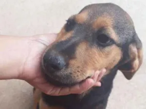 Cachorro raça Vira-lata idade 2 a 6 meses nome Fera