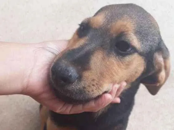 Cachorro ra a Vira-lata idade 2 a 6 meses nome Fera