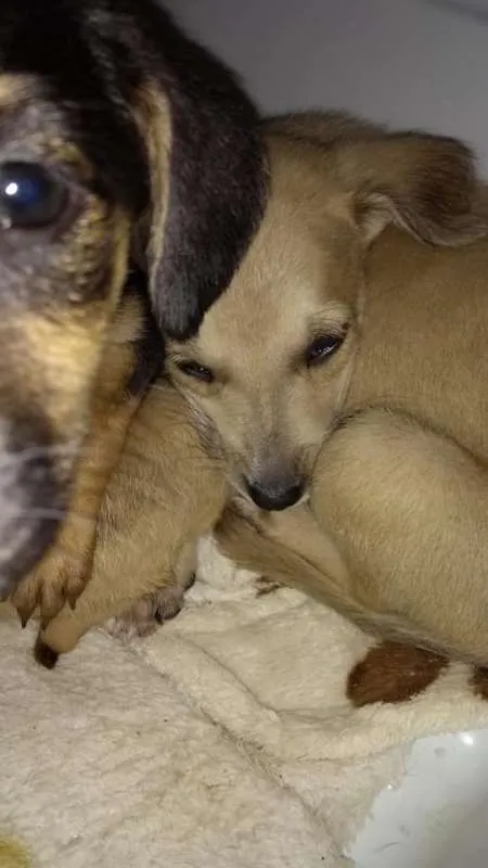 Cachorro ra a vira-lata idade 2 a 6 meses nome filhotes