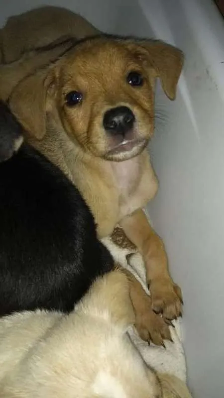 Cachorro ra a vira-lata idade 2 a 6 meses nome filhotes
