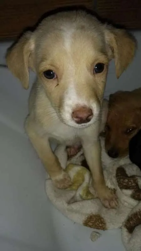 Cachorro ra a vira-lata idade 2 a 6 meses nome filhotes