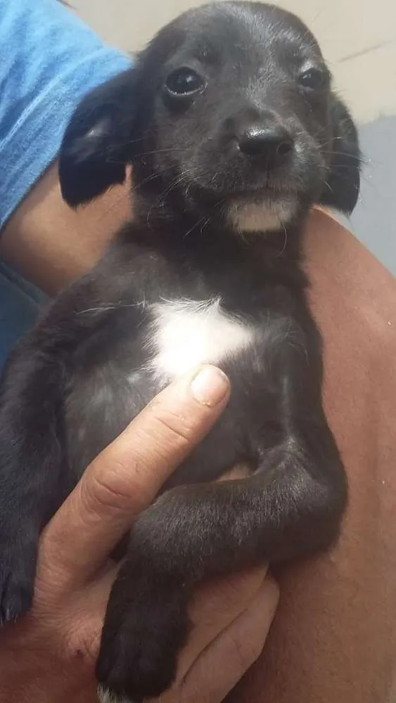 Cachorro ra a Srd idade 2 a 6 meses nome Sem nomes