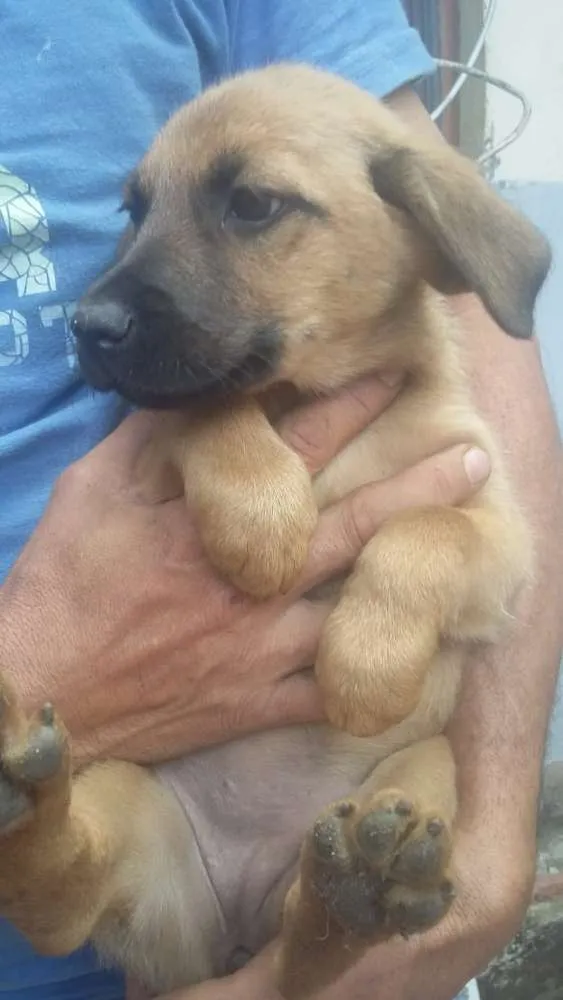 Cachorro ra a Srd idade 2 a 6 meses nome Sem nomes