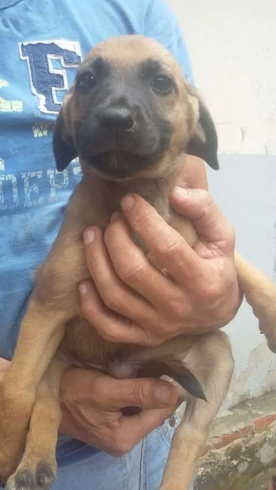 Cachorro ra a Srd idade 2 a 6 meses nome Sem nomes