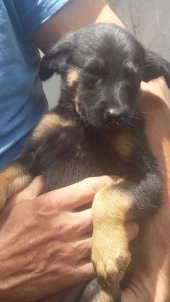 Cachorro ra a Srd idade 2 a 6 meses nome Sem nomes
