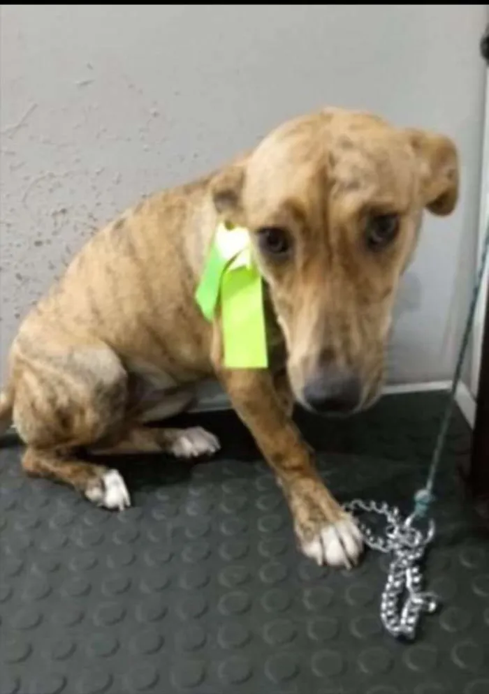 Cachorro ra a SRD idade 1 ano nome Pérola 