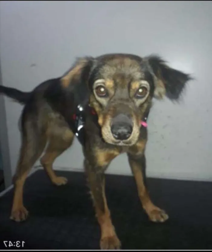 Cachorro ra a SRD idade 1 ano nome Mabel 
