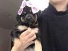 Cachorro raça vira lata idade Abaixo de 2 meses nome Tita