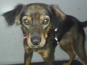 Cachorro raça SRD idade 1 ano nome Mabel 
