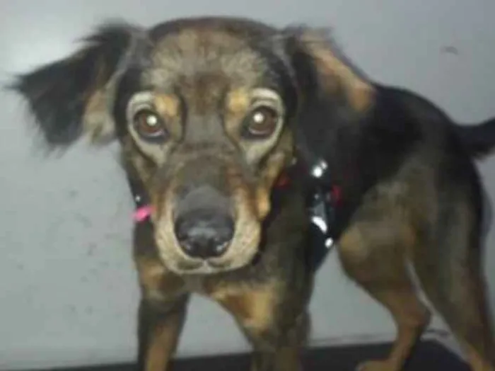 Cachorro ra a SRD idade 1 ano nome Mabel 