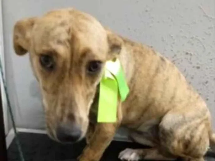 Cachorro ra a SRD idade 1 ano nome Pérola 