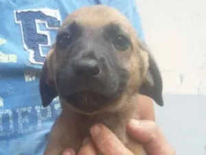 Cachorro raça Srd idade 2 a 6 meses nome Sem nomes