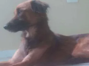 Cachorro raça Mista idade 2 anos nome Reike