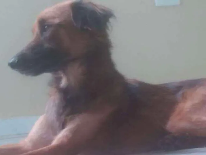 Cachorro ra a Mista idade 2 anos nome Reike