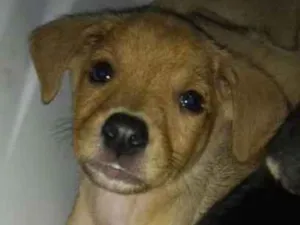 Cachorro raça vira-lata idade 2 a 6 meses nome filhotes