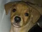 Cachorro raça vira-lata idade 2 a 6 meses nome filhotes