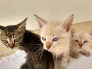 Gato raça  idade 2 a 6 meses nome Gatinhos Lindos