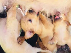 Cachorro raça Filhotes mestiços de GOLDEN/LA idade Abaixo de 2 meses nome Filhotes 