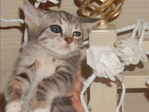 Gato raça mestiço idade 2 a 6 meses nome pelucia