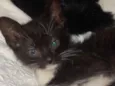 caju