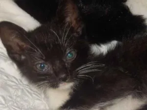 Gato raça mestiço idade 2 a 6 meses nome caju