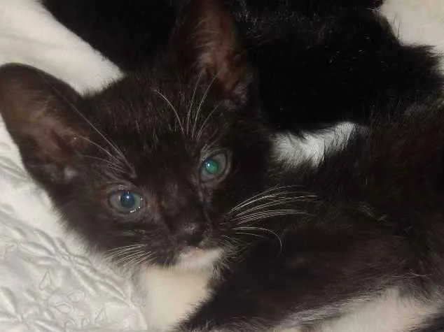 Gato ra a mestiço idade 2 a 6 meses nome caju